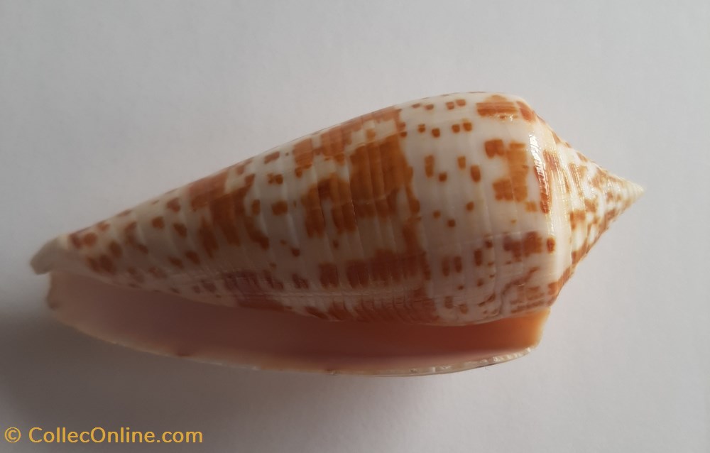 conchas fosiles gastropoda conus lynceus