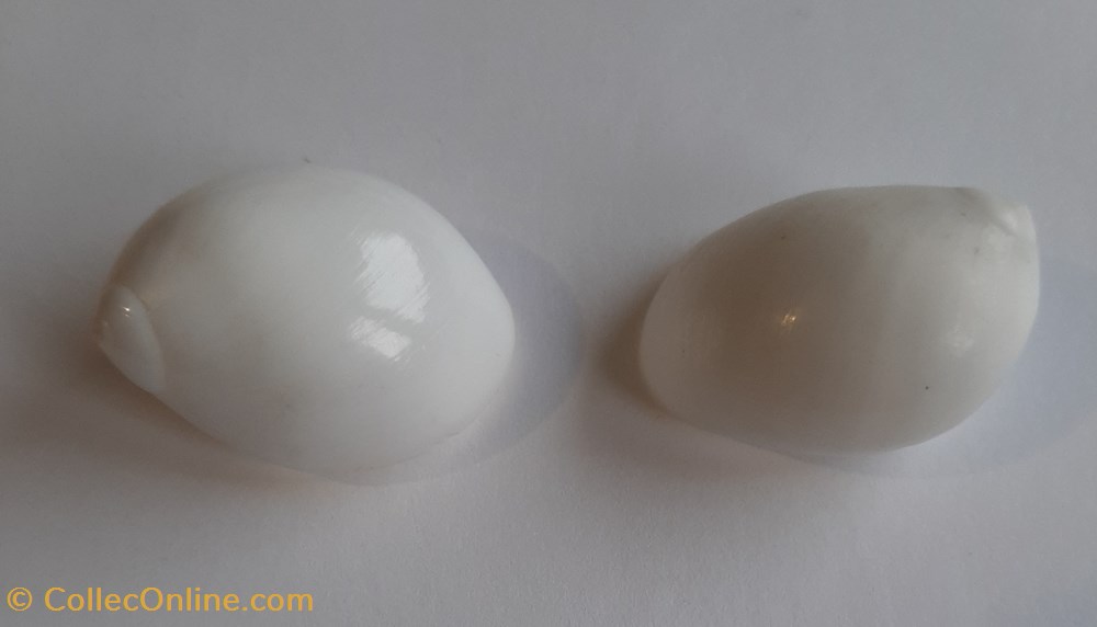 Polinices powisianus conchas y fosiles gastropoda polinices powisianus