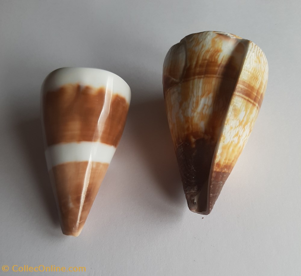 Conus miles conchas y fosiles conus miles