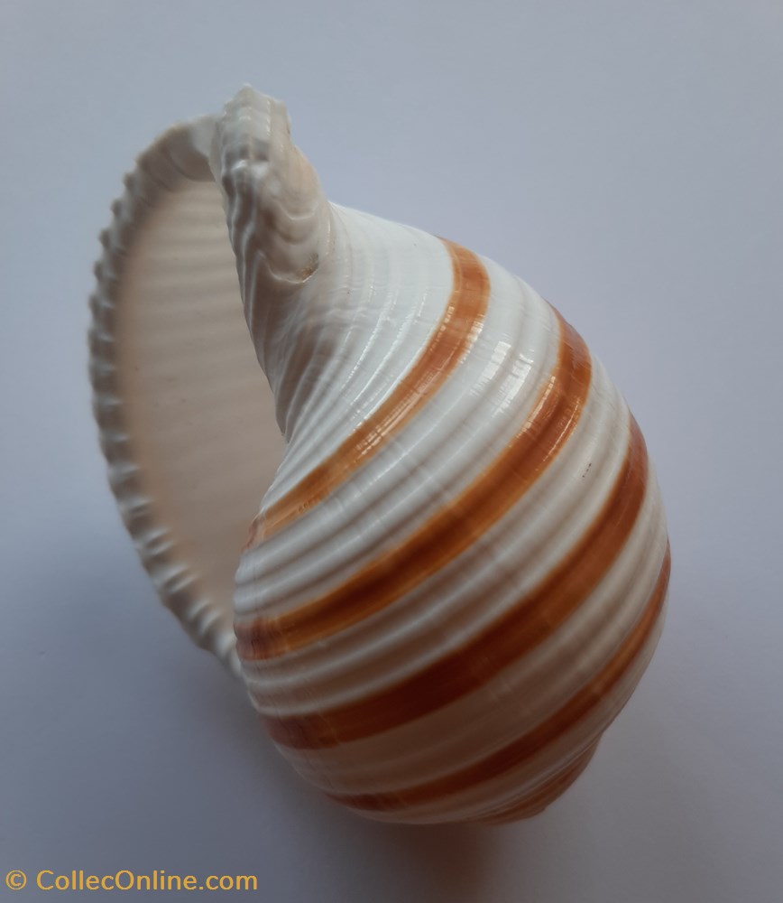 Tonna Allium conchas y fosiles gastropoda tonna allium