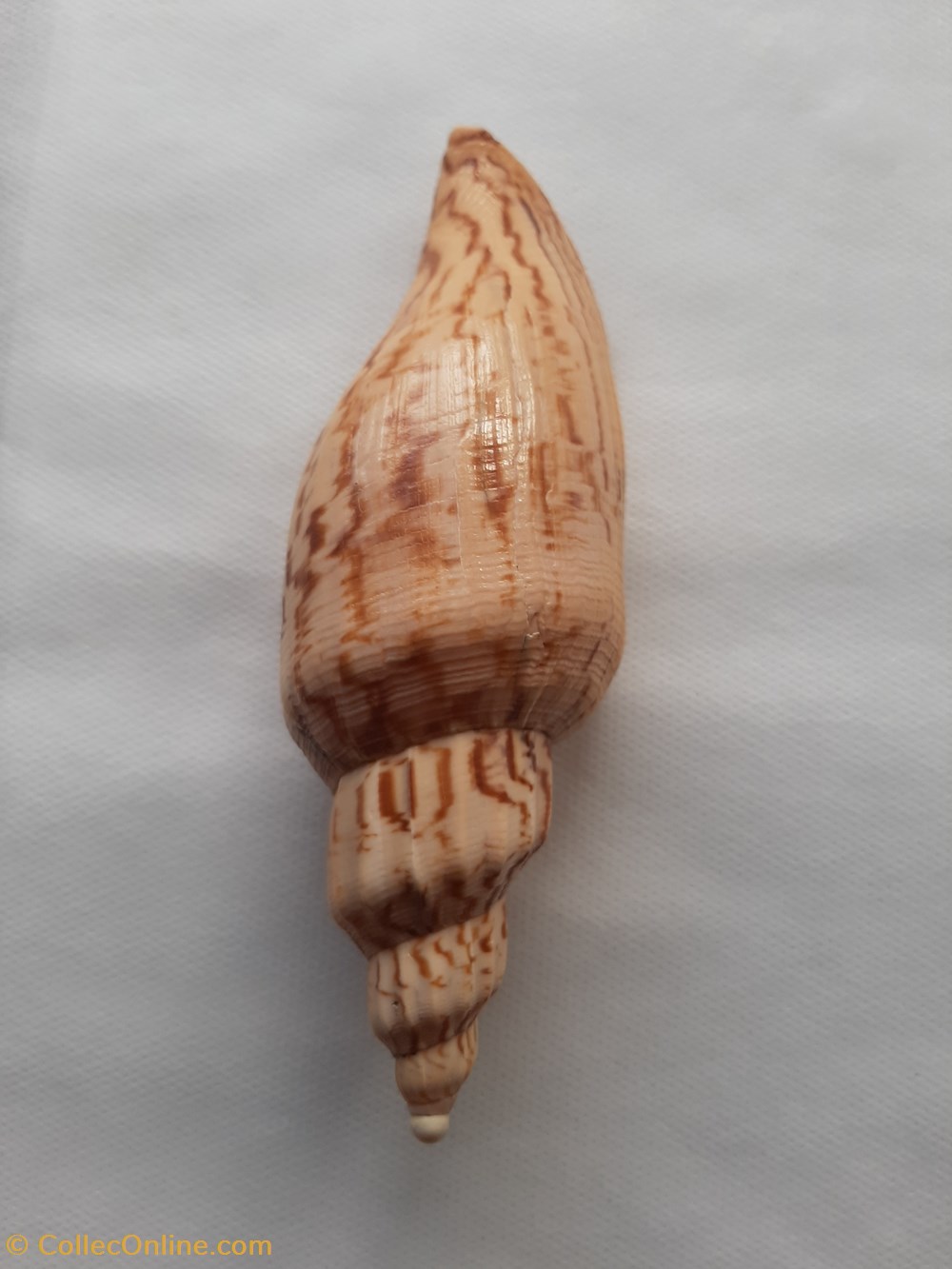 Fulgoraria hamillei conchas y fosiles gastropoda fulgoraria hamillei
