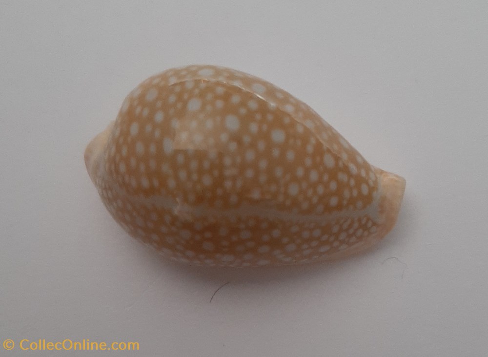 Cypraea Miliaris conchas fosiles gastropoda cypraea miliaris