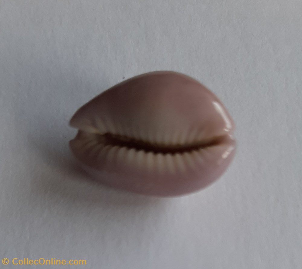 conchas fosiles gastropoda cypraea poraria