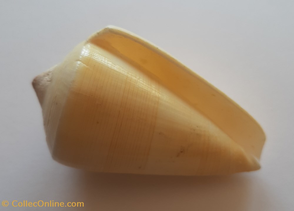 Conus Quercinus conchas y fosiles gastropoda conus quercinus