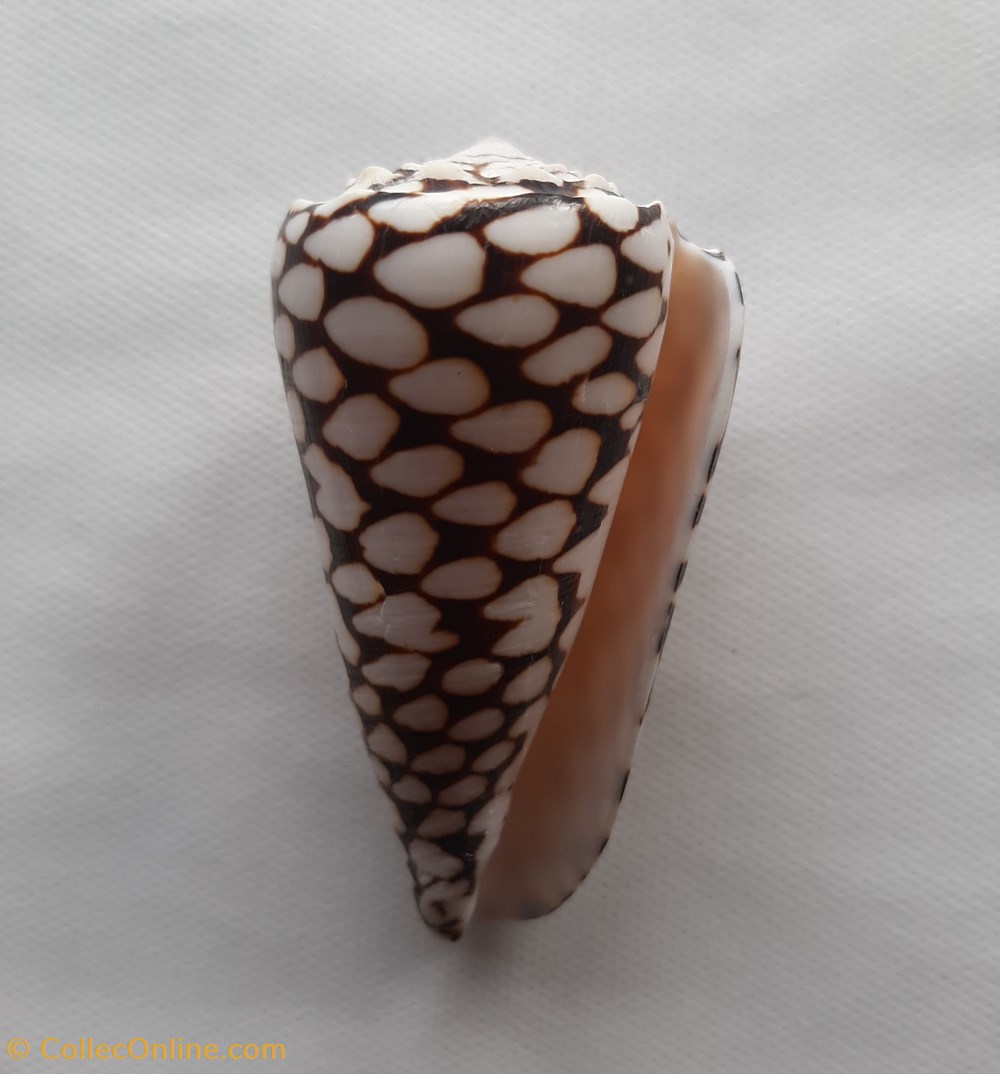 Conus marmoreus conchas y fosiles conus marmoreus