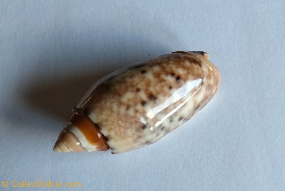 Oliva mantichera conchas y fosiles gastropoda oliva mantichera