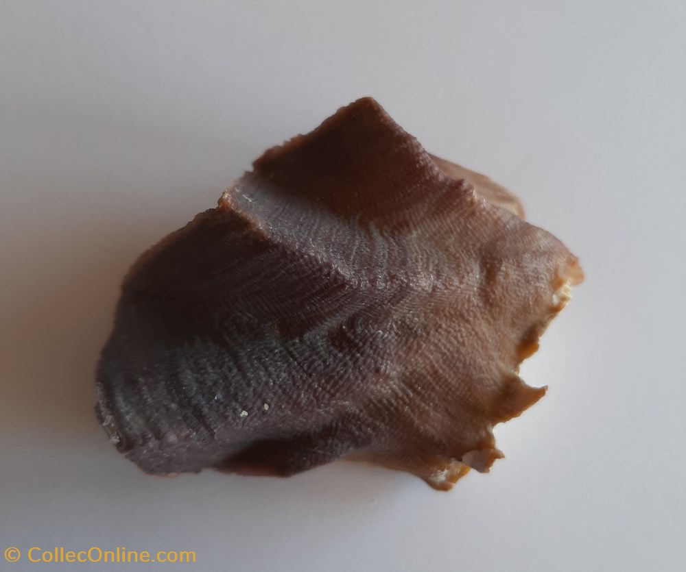 Lopha Cristagalli conchas y fosiles bivalvia lopha cristagalli