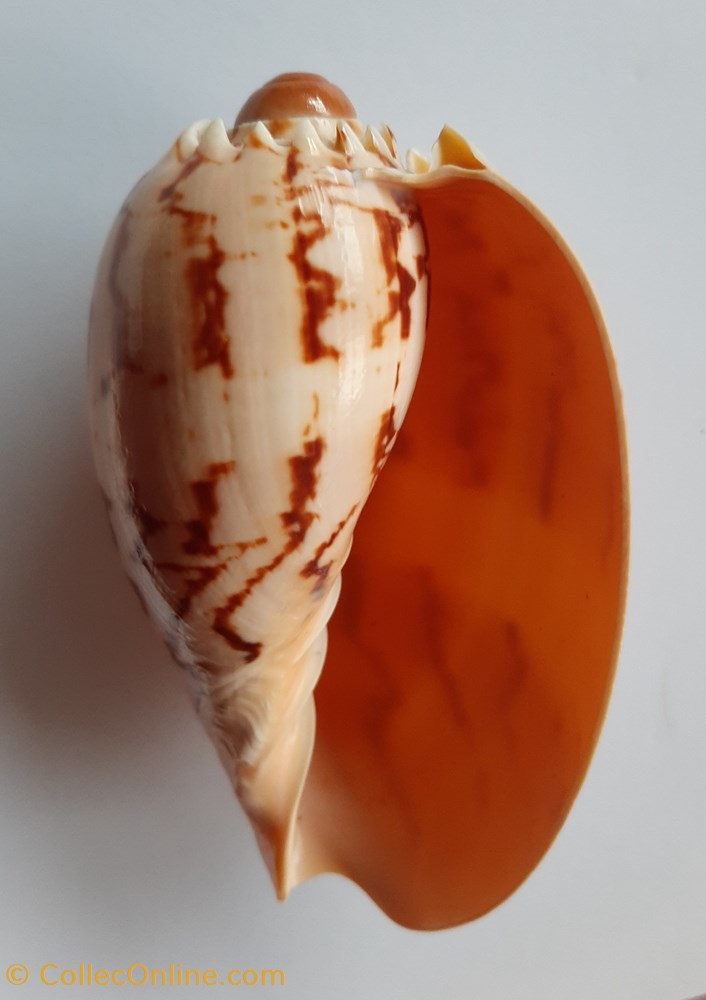 Melo (Melocorona) Broderipi conchas y fosiles gastropoda melo melocorona broderipi