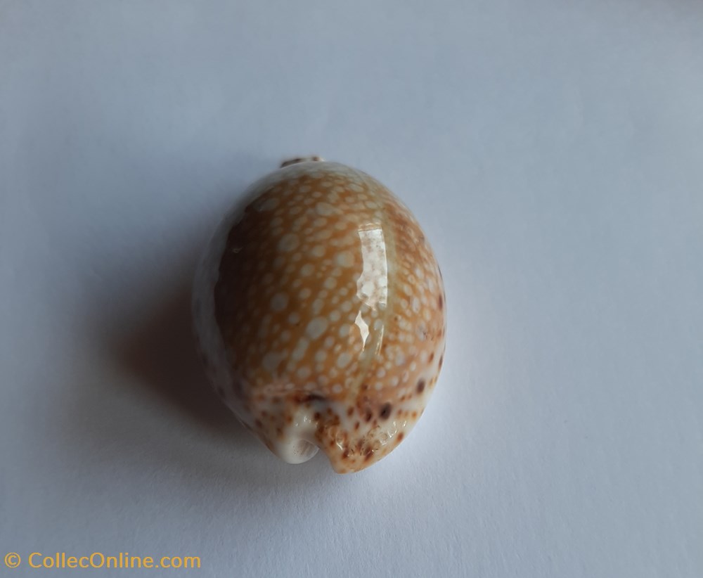 conchas fosiles gastropoda cypraea lamarckii lamarckii