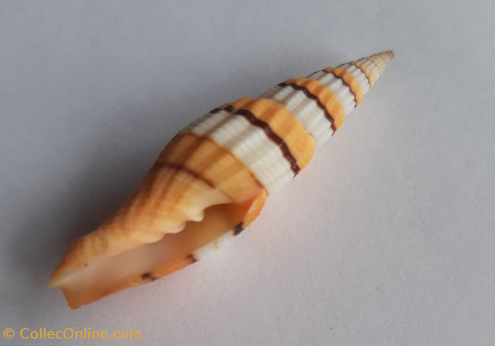 Vexilium citrinum conchas y fosiles gastropoda vexilium citrinum