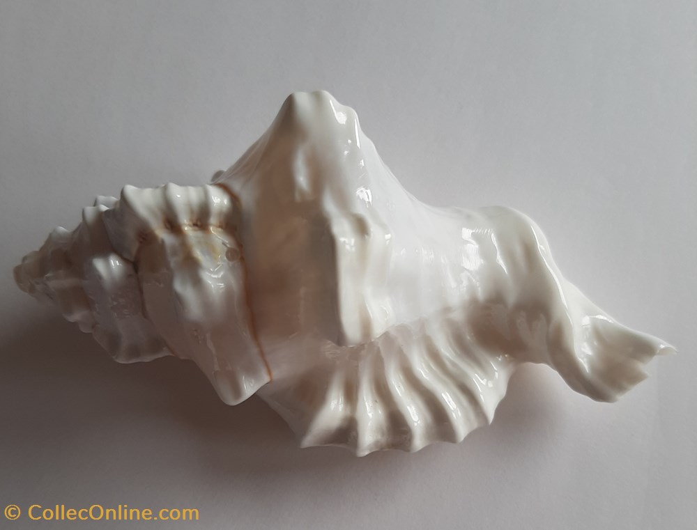 cymatium lotorum blanco conchas fosiles gastropoda cymatium lotorum blanco