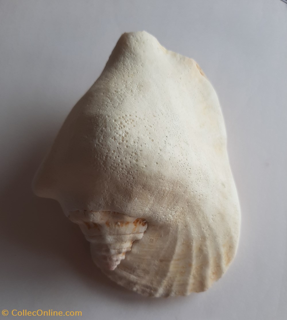 Strombus latissimus conchas y fosiles gastropoda strombus latissimus