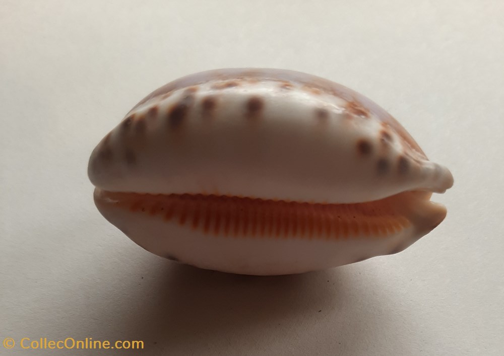 Cypraea maculifera conchas fosiles gastropoda cypraea maculifera