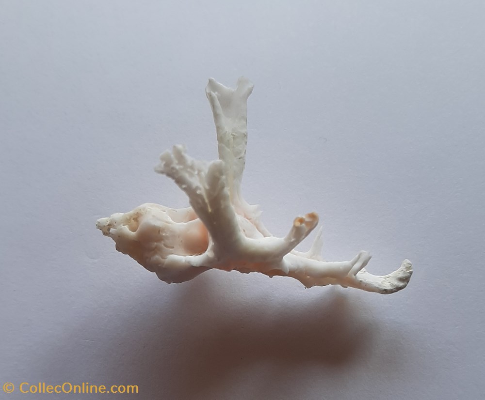 Homalocantha Anatómica Zamboi 3 conchas y fosiles gastropoda homalocantha anatomica zamboi