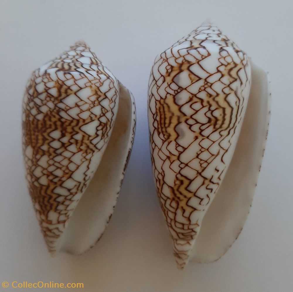 Conus Textile conchas y fosiles gastropoda conus textile
