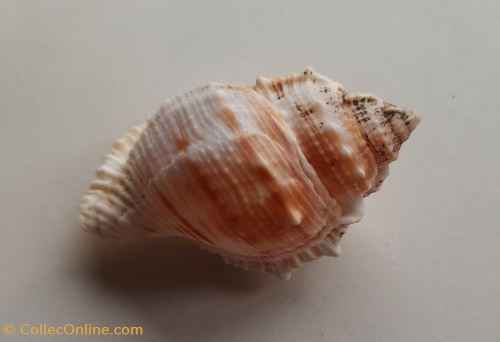 conchas y fosiles gastropoda bufonaria rana