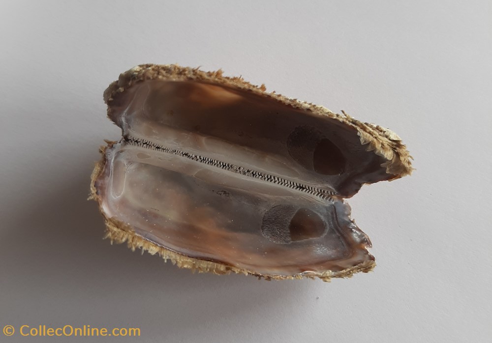 Arca noae conchas y fosiles bivalvia arca noae