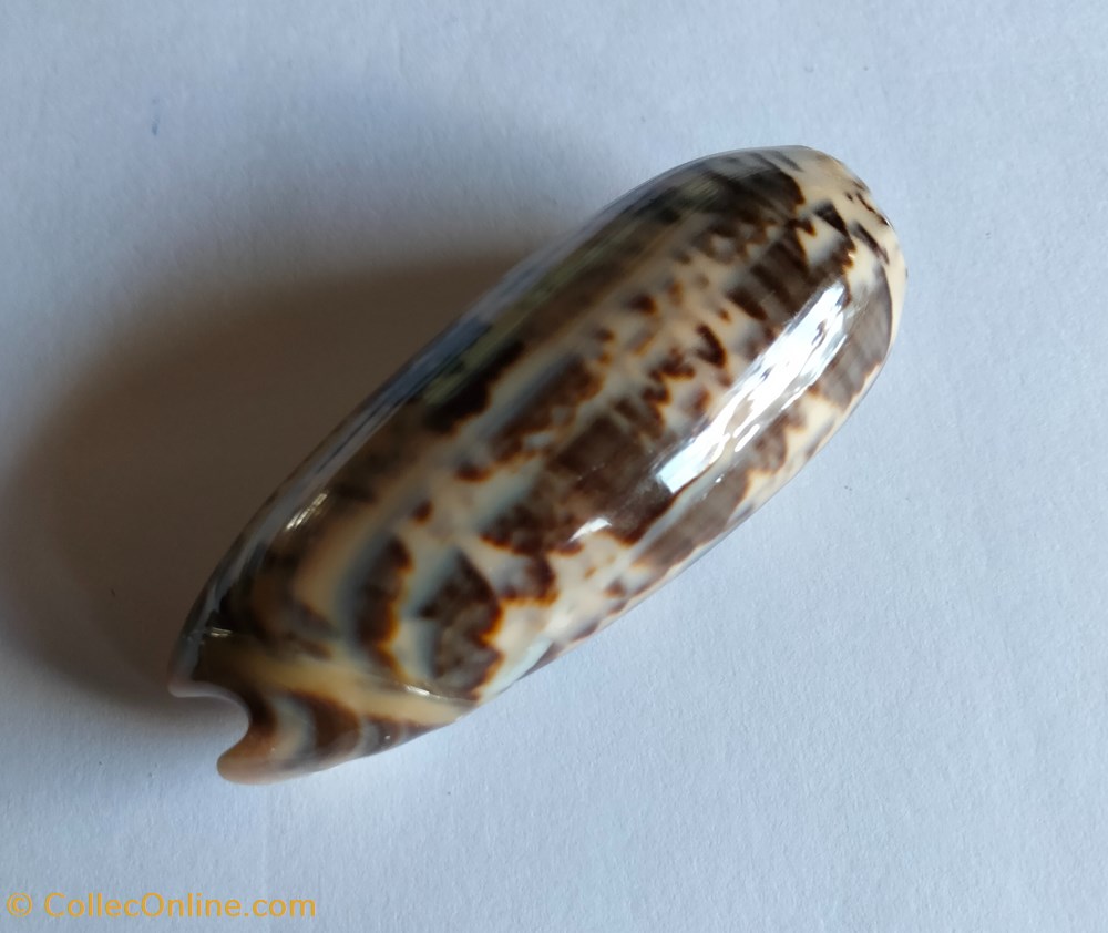 Oliva ornata conchas y fosiles gastropoda oliva ornata