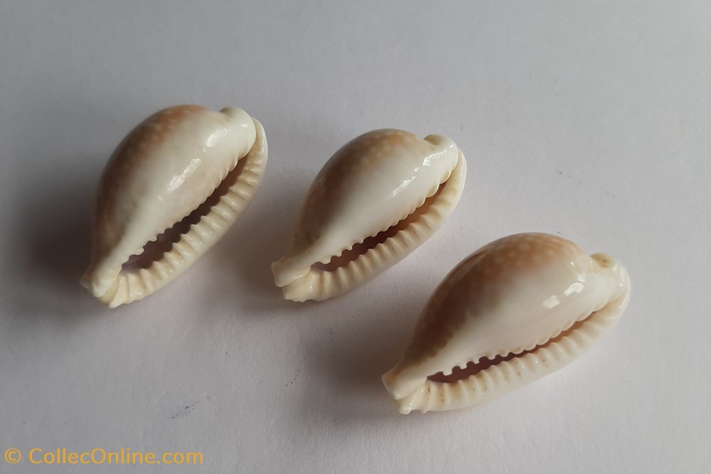 conchas y fosiles gastropoda erosaria miliaris
