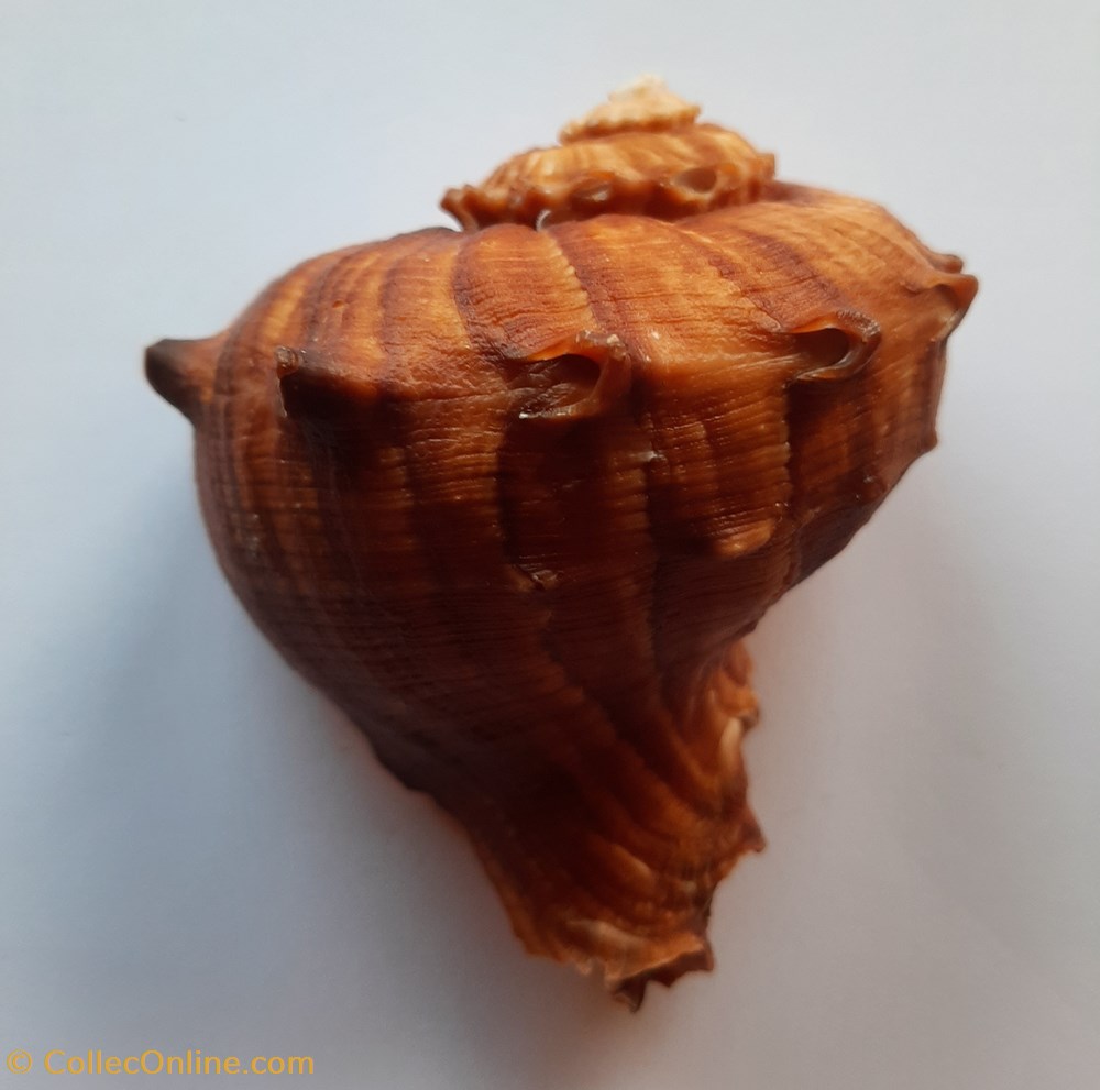 Rapana Rapiformis conchas y fosiles gastropoda rapana rapiformis