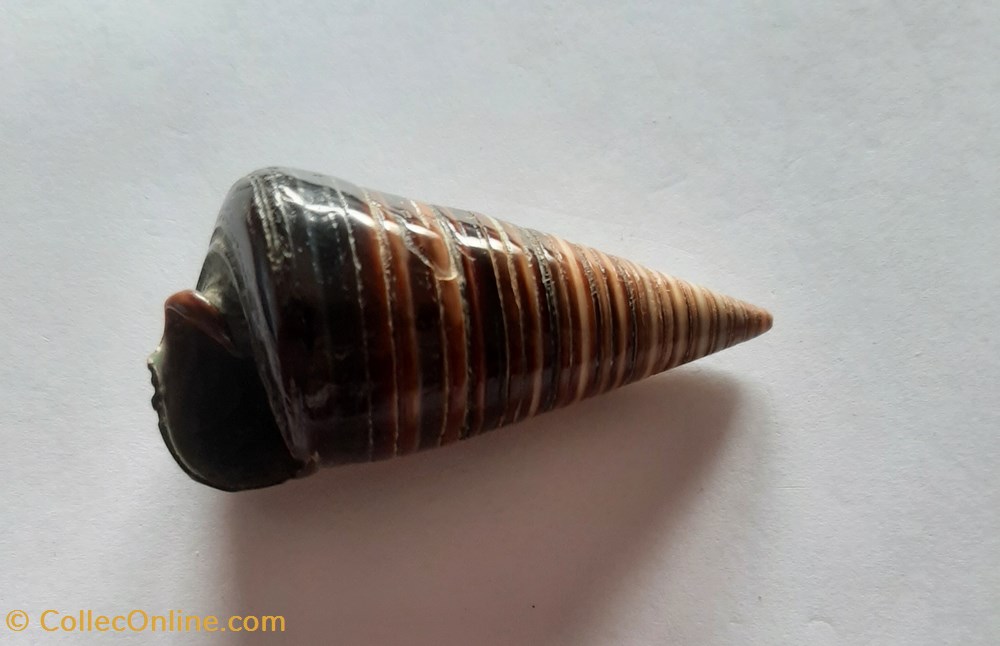 conchas y fosiles gastropoda cerithium telescopium