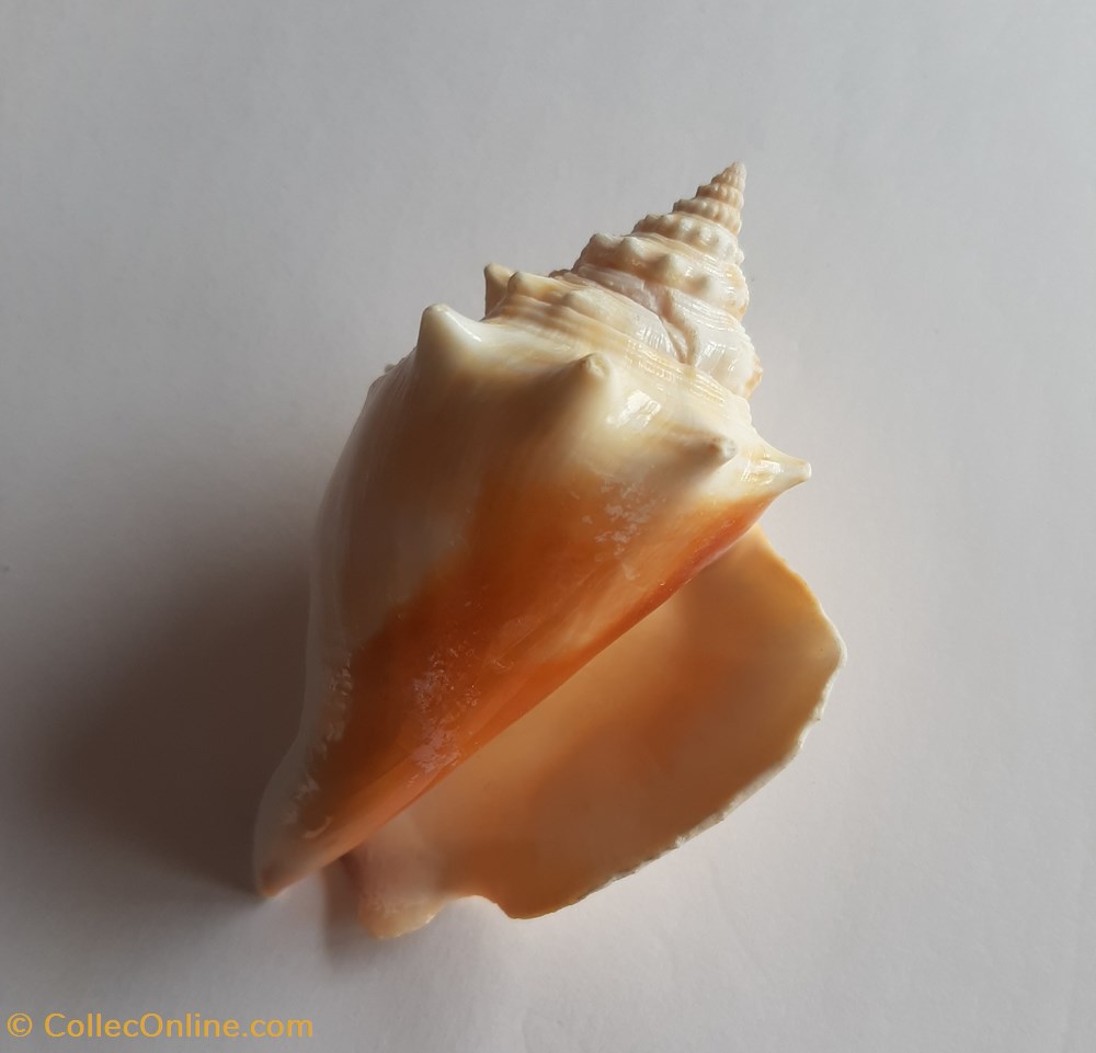 conchas y fosiles gastropoda strombus alatus