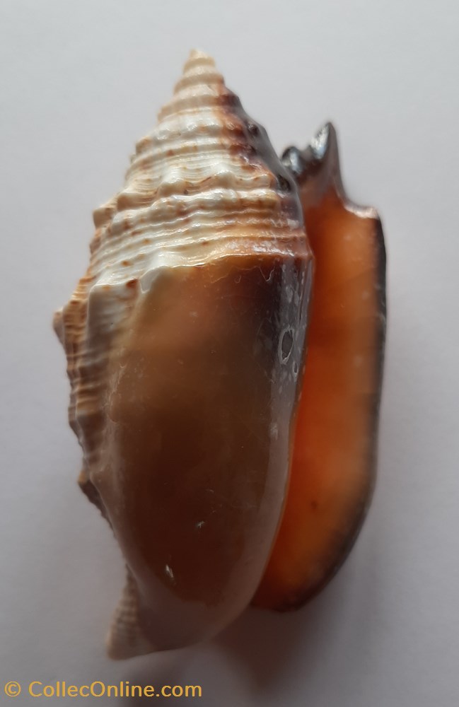 conchas y fosiles gastropoda euprotomus aurisdianae
