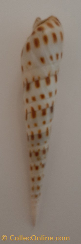 Turritella Terebra conchas y fosiles gastropoda turritella terebra