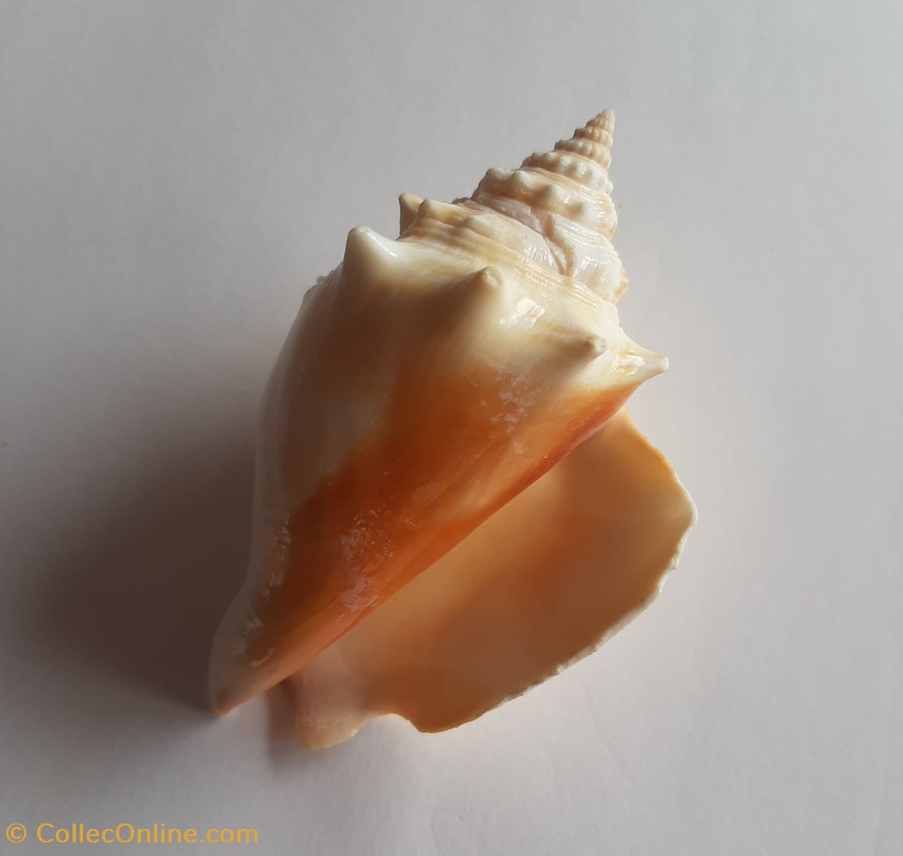 Strombus alatus conchas y fosiles gastropoda strombus alatus