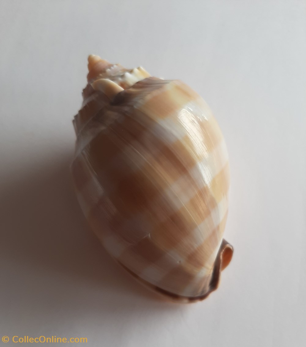 Phalium bandatum conchas y fosiles gastropoda phalium bandatum
