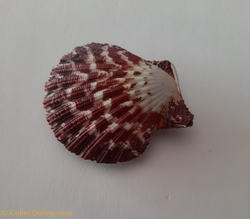 Gloripallum Pallum conchas y fosiles bivalvia gloripallum pallum