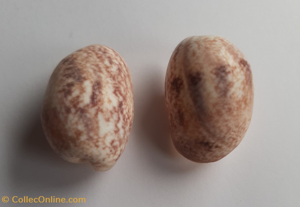 conchas y fosiles gastropoda bulla ampulla