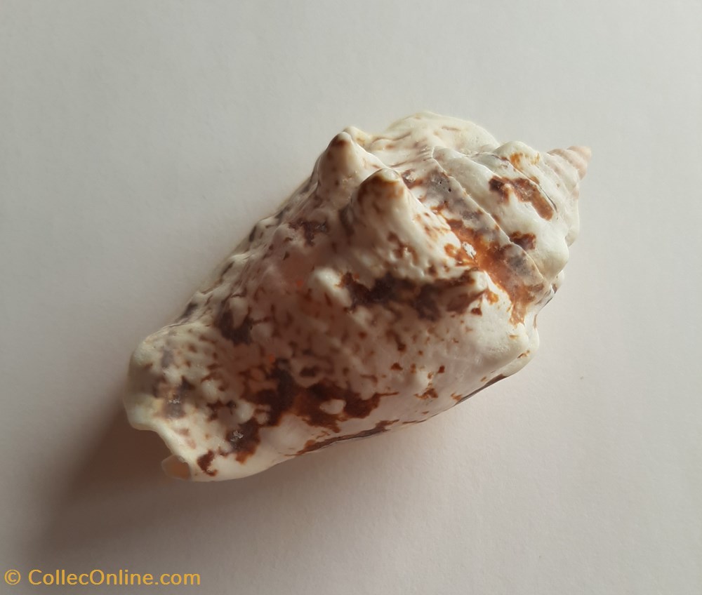 Strombus lentiginous conchas y fosiles gastropoda strombus lentiginous