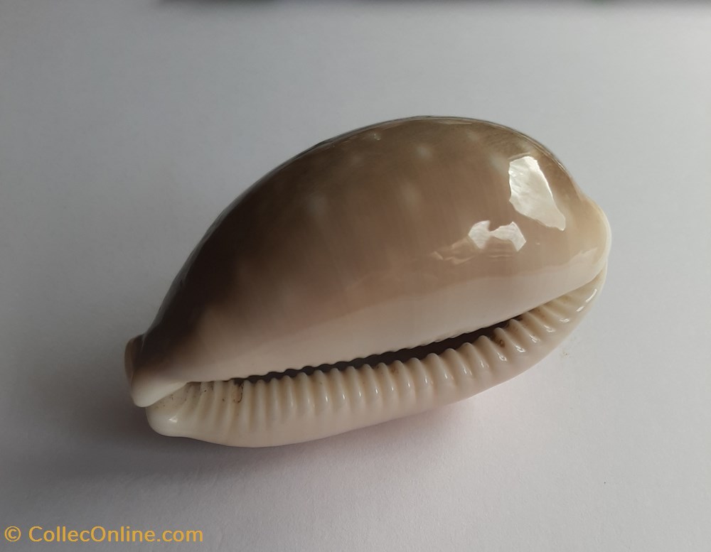 Lyncina vitellus conchas fosiles gastropoda lyncina vitellus