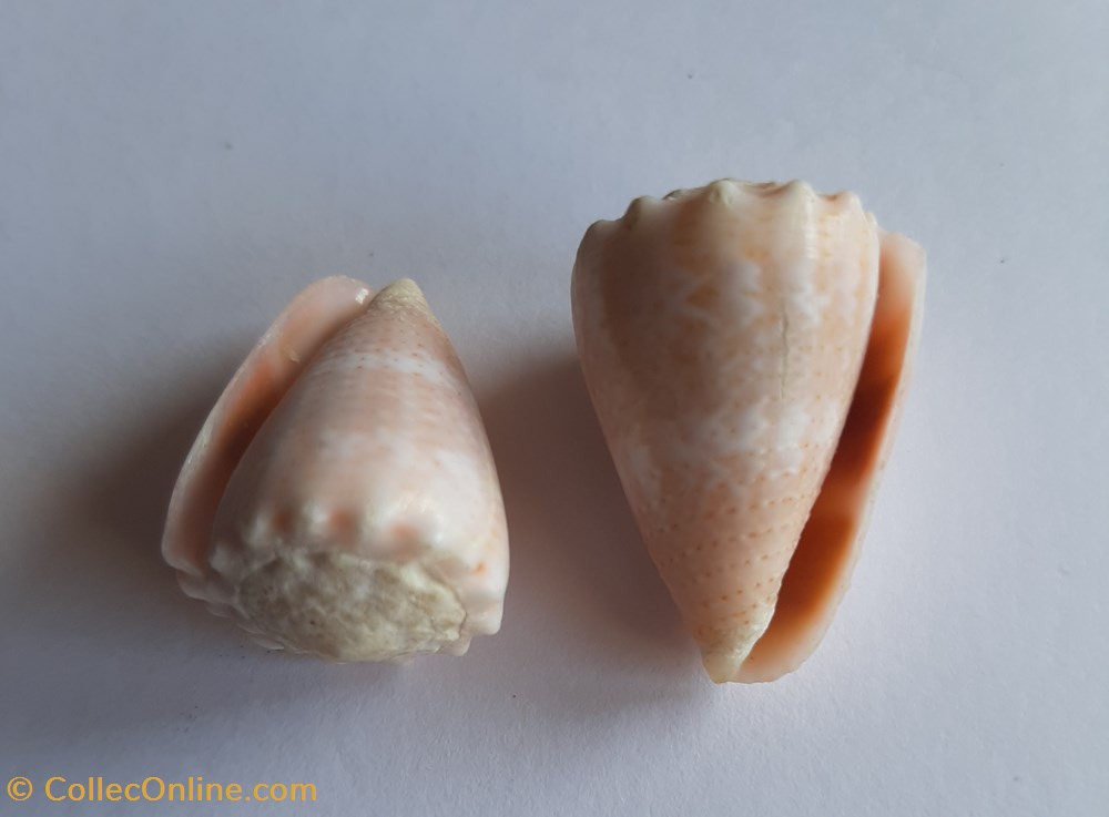 Conus miliaris conchas y fosiles gastropoda conus miliaris