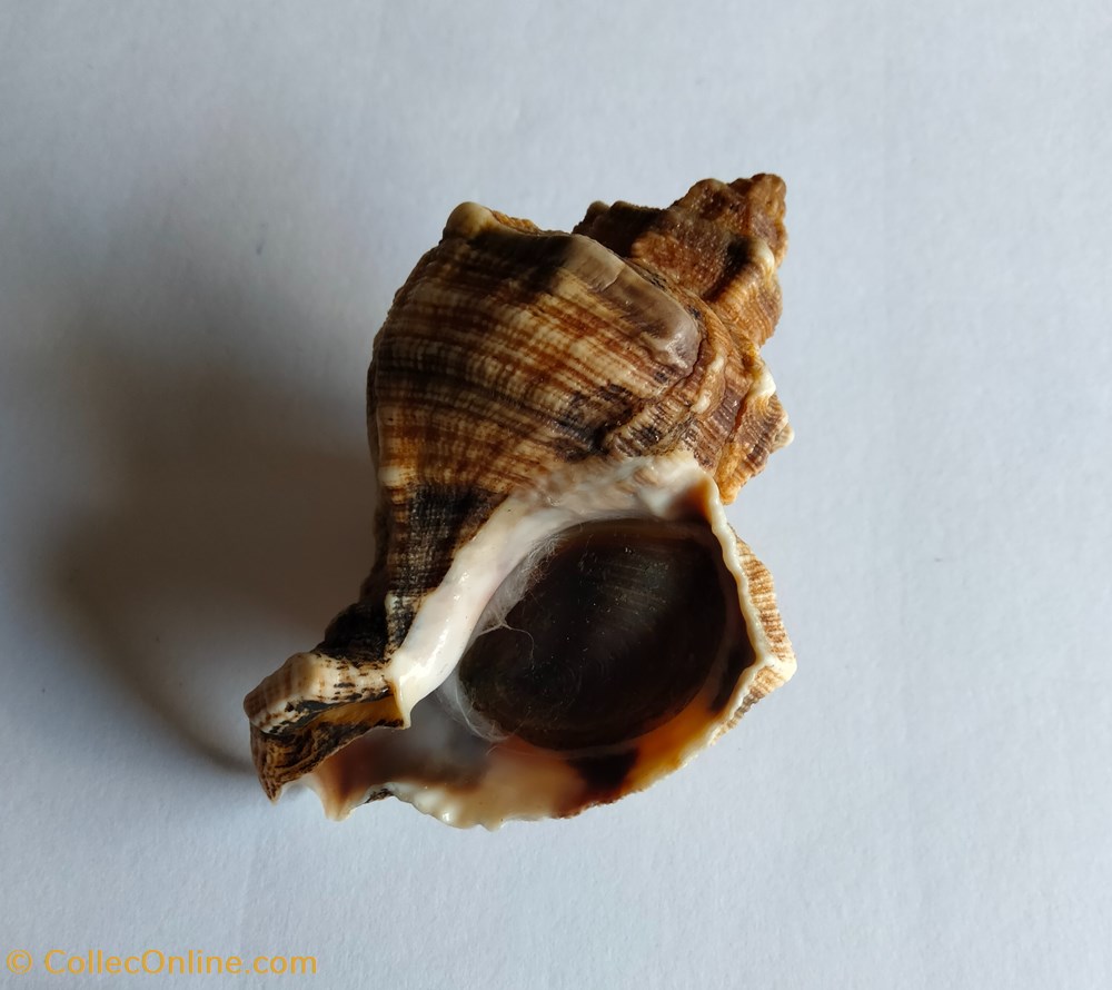 conchas y fosiles gastropoda hexaplex trunculus con operculo