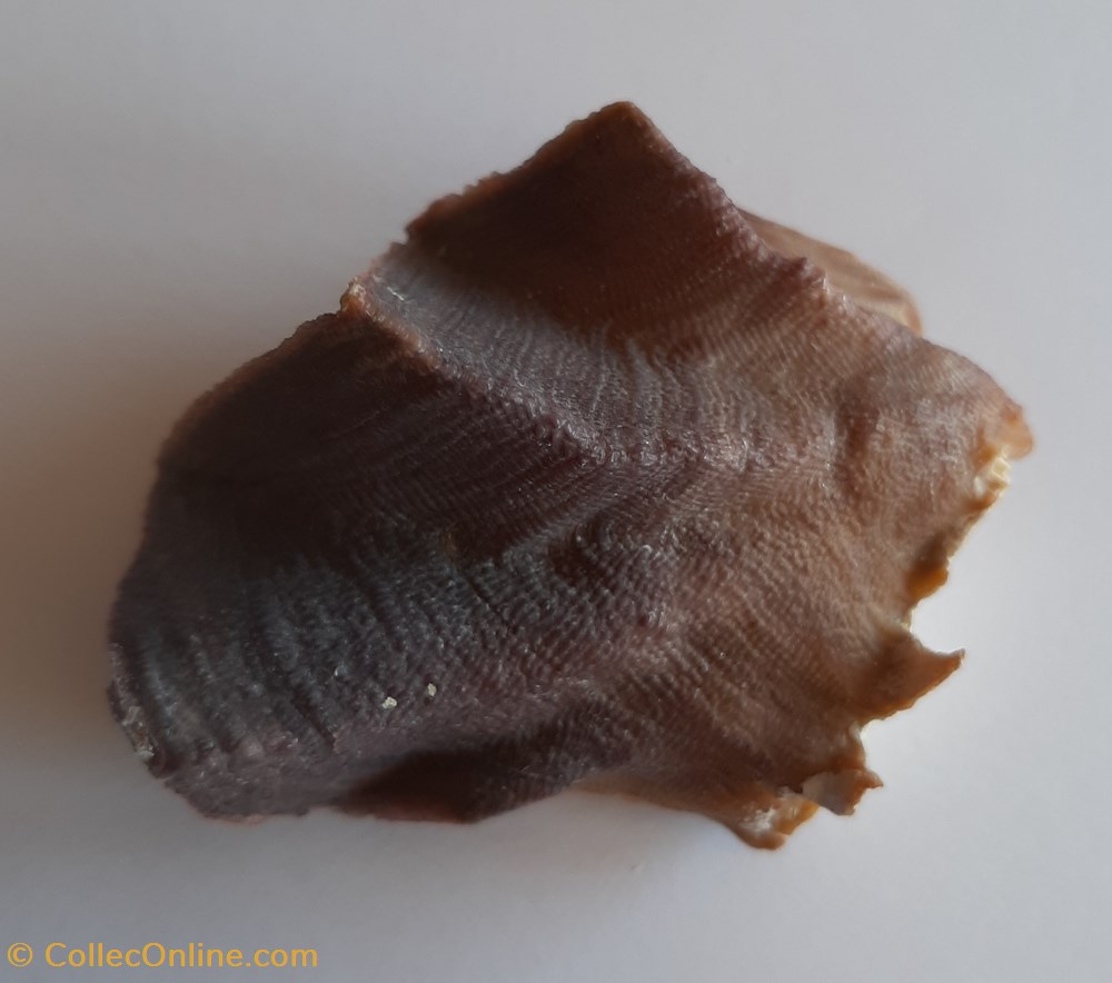 Lopha Cristagalli conchas y fosiles bivalvia lopha cristagalli