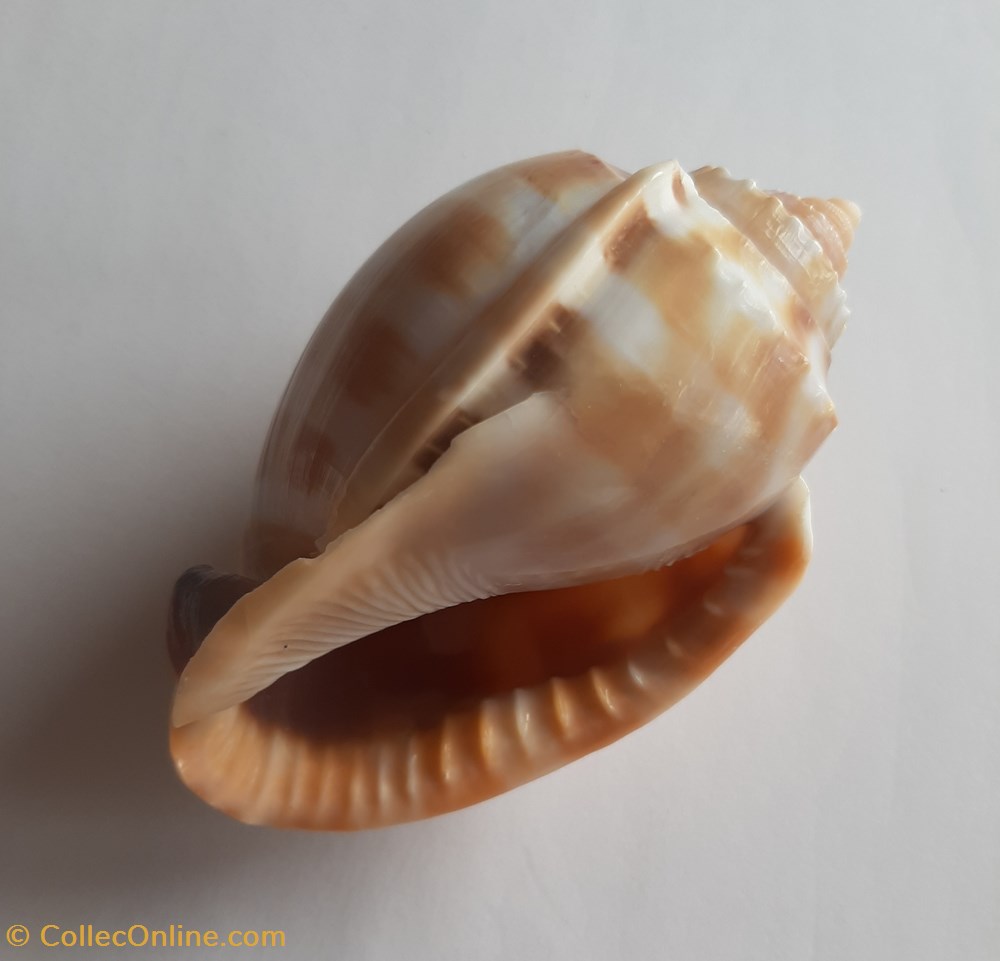 Phalium bandatum conchas y fosiles gastropoda phalium bandatum