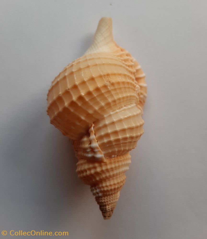 Distorsio Reticularis conchas y fosiles gastropoda distorsio reticularis