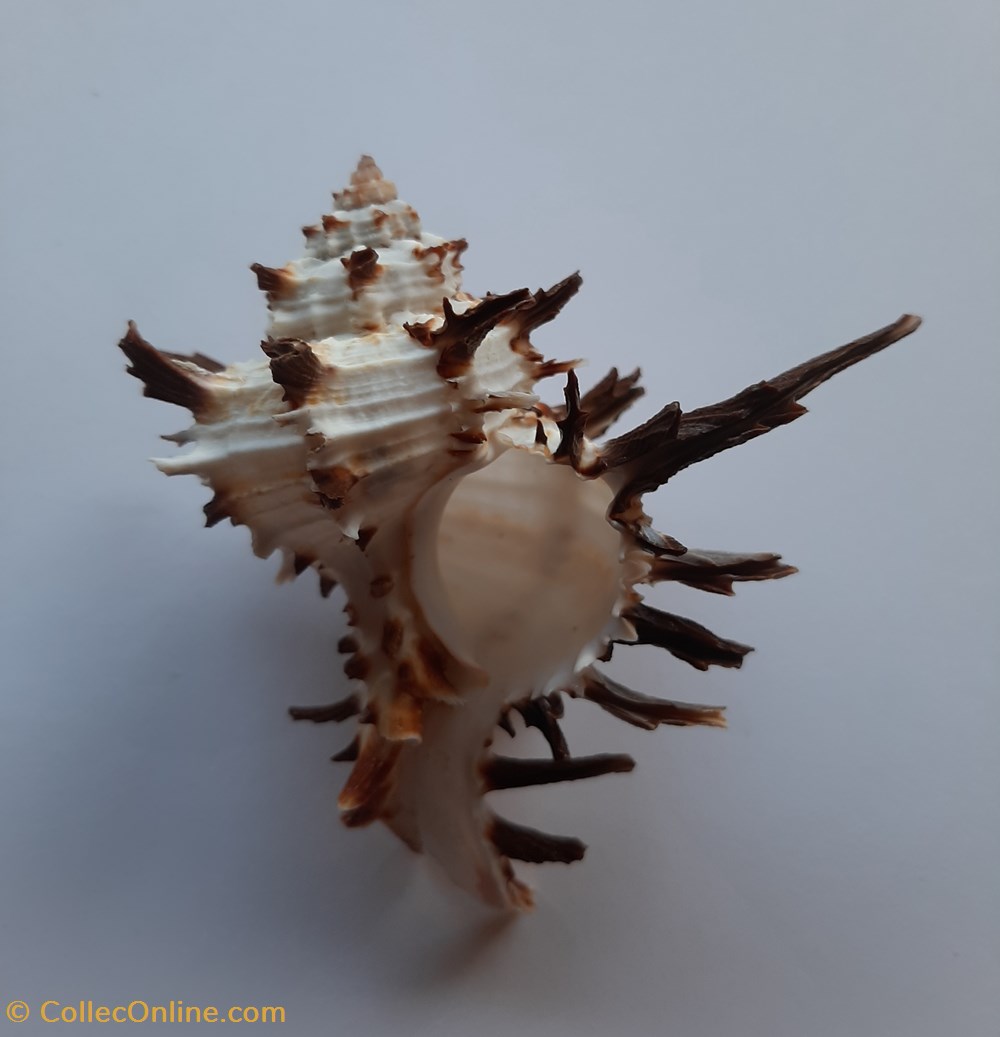 conchas y fosiles gastropoda hexaplex cichoreus
