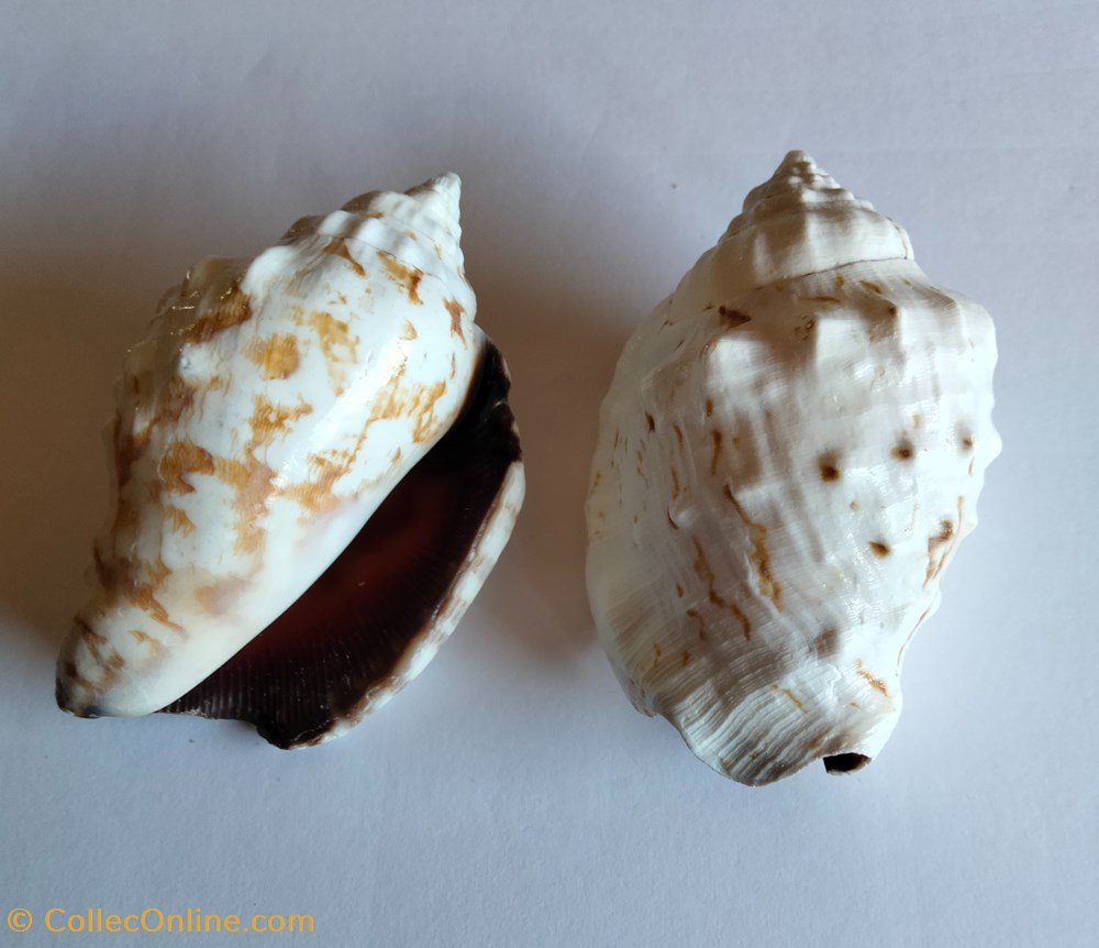 Lentigo pipus conchas y fosiles gastropoda lentigo pipus