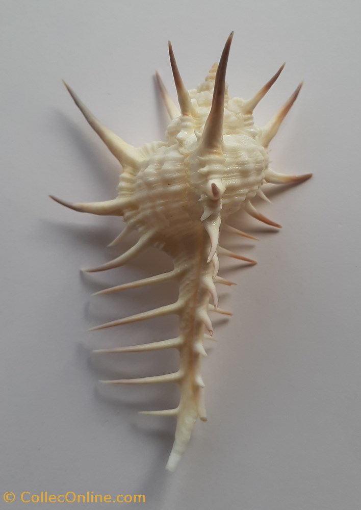 Murex Ternispina conchas y fosiles gastropoda murex ternispina