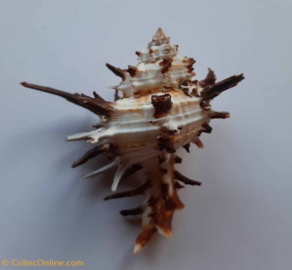 Hexaplex cichoreus conchas y fosiles gastropoda hexaplex cichoreus