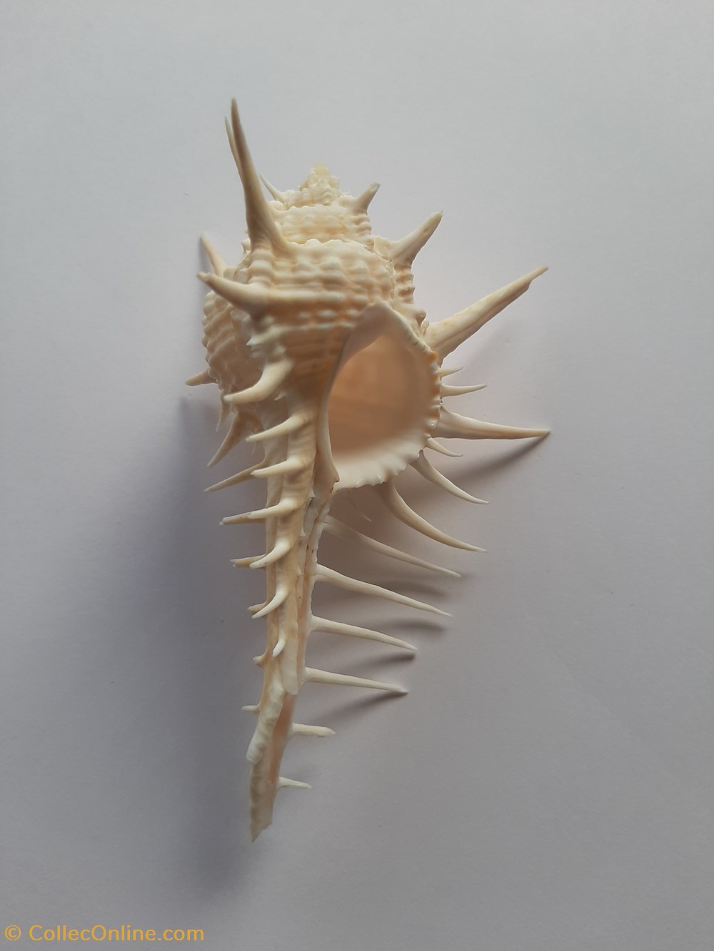 Murex Ternispina conchas y fosiles gastropoda murex ternispina