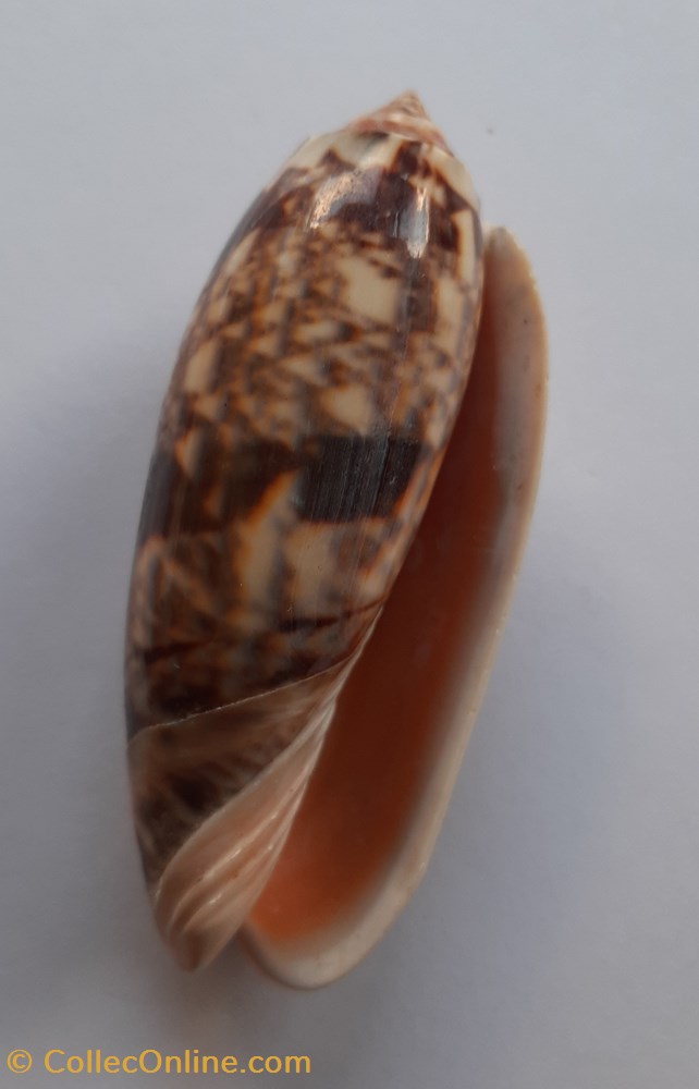 Oliva Miniacea conchas y fosiles gastropoda oliva miniacea