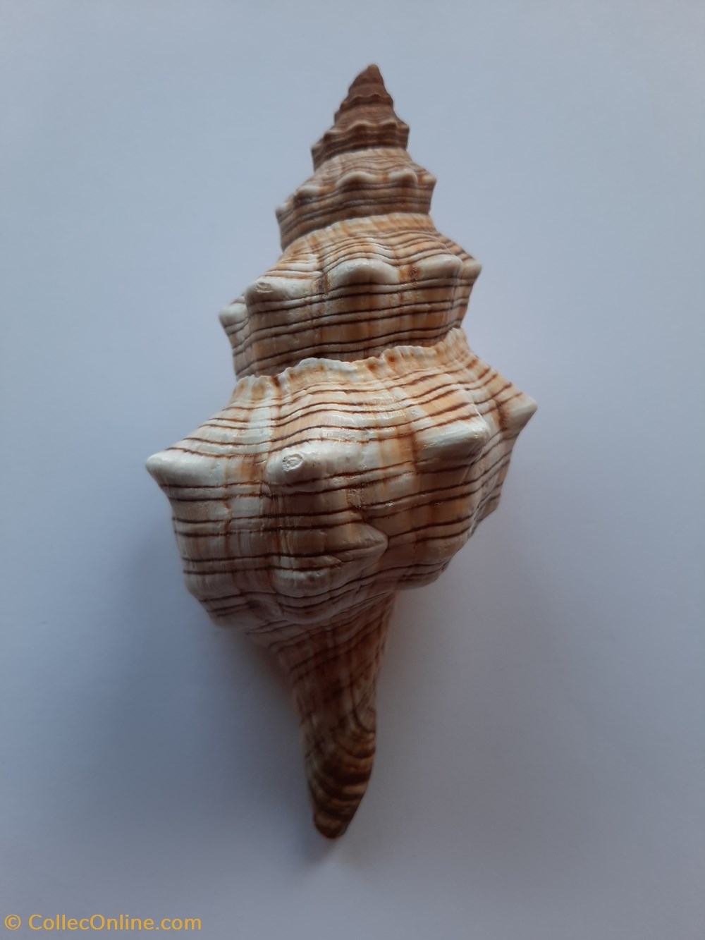 conchas y fosiles gastropoda pleuroploca trapezium