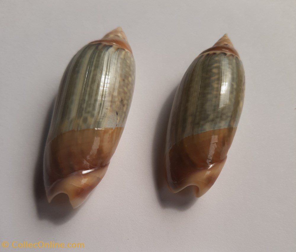 conchas y fosiles gastropoda agaronia java