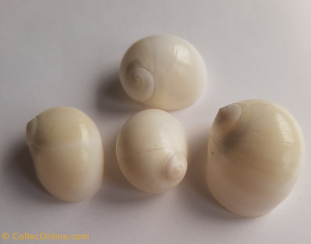 Polinices candidissimus conchas y fosiles gastropoda polinices candidissimus