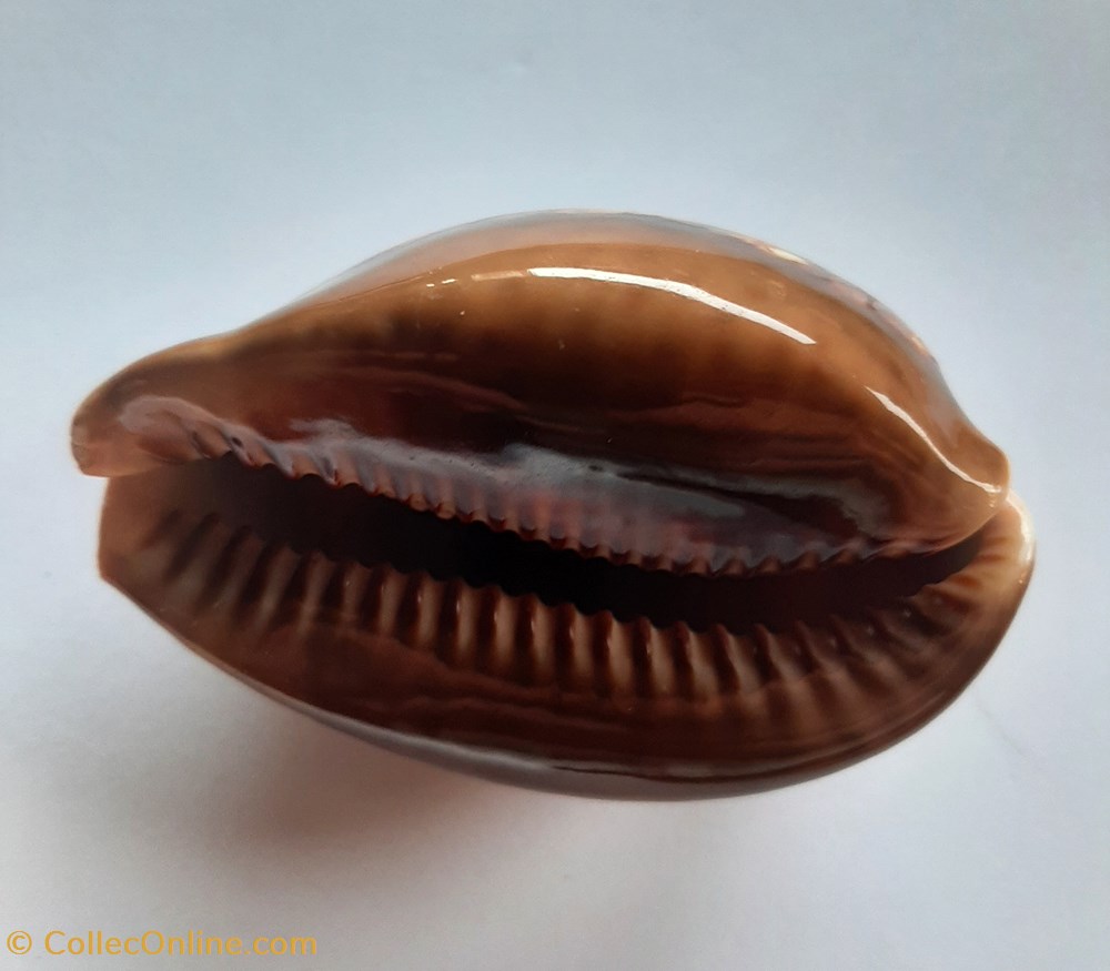 conchas y fosiles gastropoda mauritia mauritania