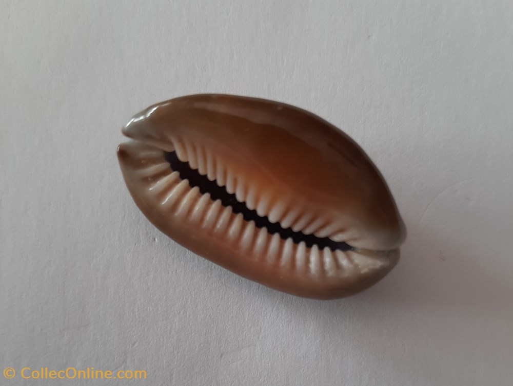 conchas fosiles gastropoda cypraea caputserpentis